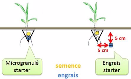 Engrais starter sur maïs
