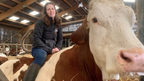 Il y en a une qui a une place de choix dans le cœur de l'éleveuse : c'est Isis, une vache en 6<sup>e</sup> lactation. (©Terre-net Média) Il y en a une qui a une place de choix dans le cœur de l'éleveuse : c'est Isis, une vache en 6<sup>e</sup> lactation. (©Terre-net Média)