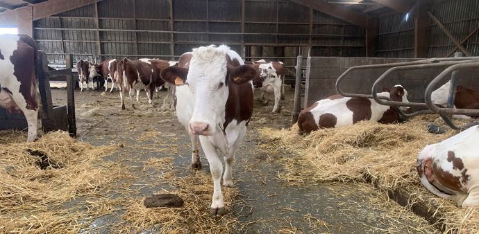 Vaches laitières Montbéliardes