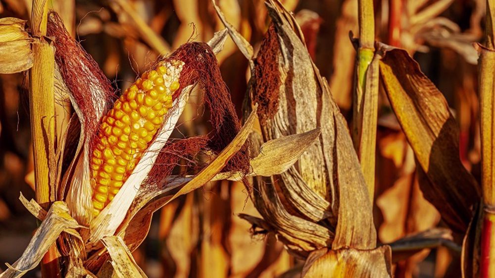  « Au Brésil, dans le Mato Grosso, 88 % des surfaces de maïs sont maintenant emblavées », estime le cabinet Agritel. (©Pixabey)