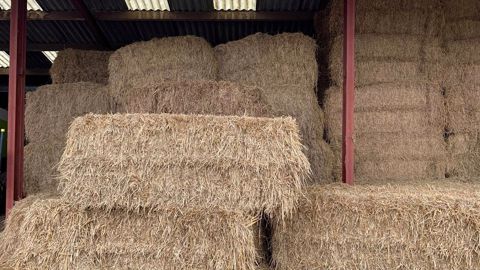 « Le coût d'investissement pour un élevage allaitant naisseur qui souhaiterait constituer un stock de report de paille de deux mois est de l'ordre de 100 €/UGB en balle cubique et 200 €/UGB en balle ronde. » (©Terre-net Média) « Le coût d'investissement pour un élevage allaitant naisseur qui souhaiterait constituer un stock de report de paille de deux mois est de l'ordre de 100 €/UGB en balle cubique et 200 €/UGB en balle ronde. » (©Terre-net Média)