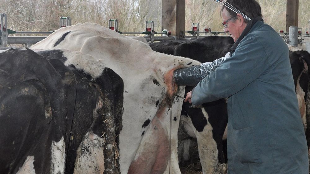 La connaissance des caractères dès le plus jeune âge permet de sélectionner les meilleures génisses et d'adapter l'accouplement au plus proche. (©Terre-net Média)