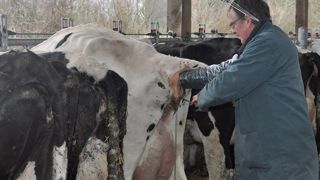 La connaissance des caractères dès le plus jeune âge permet de sélectionner les meilleures génisses et d'adapter l'accouplement au plus proche. (©Terre-net Média) La connaissance des caractères dès le plus jeune âge permet de sélectionner les meilleures génisses et d'adapter l'accouplement au plus proche. (©Terre-net Média)