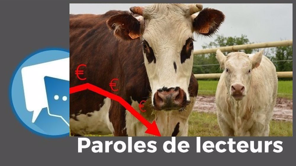  La baisse de revenu des élevages bovins en 2020 peut atteindre jusqu'à - 10 000 €/UMO exploitant ! (©Terre-net Média)
