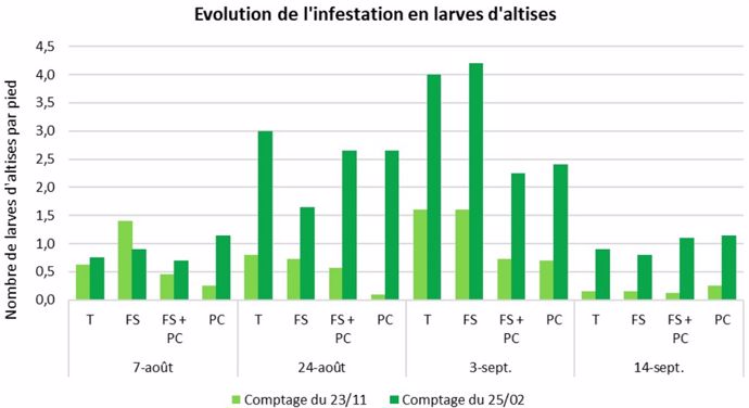 Evolution de l'infestation en larves d'altises