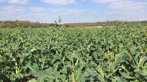 Parmi les premiers enseignements de cette plateforme d'essais Secure colza, il faut « être opportuniste et se tenir prêt à semer tôt », indique Alizée Loiseau, consultante chez Agrosolutions. (©Terre-net Média) Parmi les premiers enseignements de cette plateforme d'essais Secure colza, il faut « être opportuniste et se tenir prêt à semer tôt », indique Alizée Loiseau, consultante chez Agrosolutions. (©Terre-net Média)