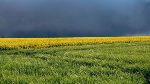 Un printemps bien décevant (©Karl Egger de Pixabay) Un printemps bien décevant (©Karl Egger de Pixabay)
