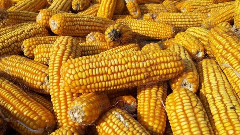 Les stocks mondiaux de maïs pour la campagne 2020/2021 sont revus à la baisse. (©CC) Les stocks mondiaux de maïs pour la campagne 2020/2021 sont revus à la baisse. (©CC)