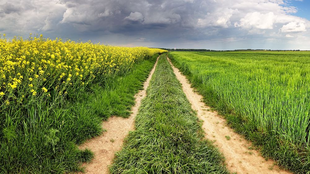 Entre céréaliers et éleveurs, la coopération ne présente que des avantages si elle est bien menée. (©Fotolia)