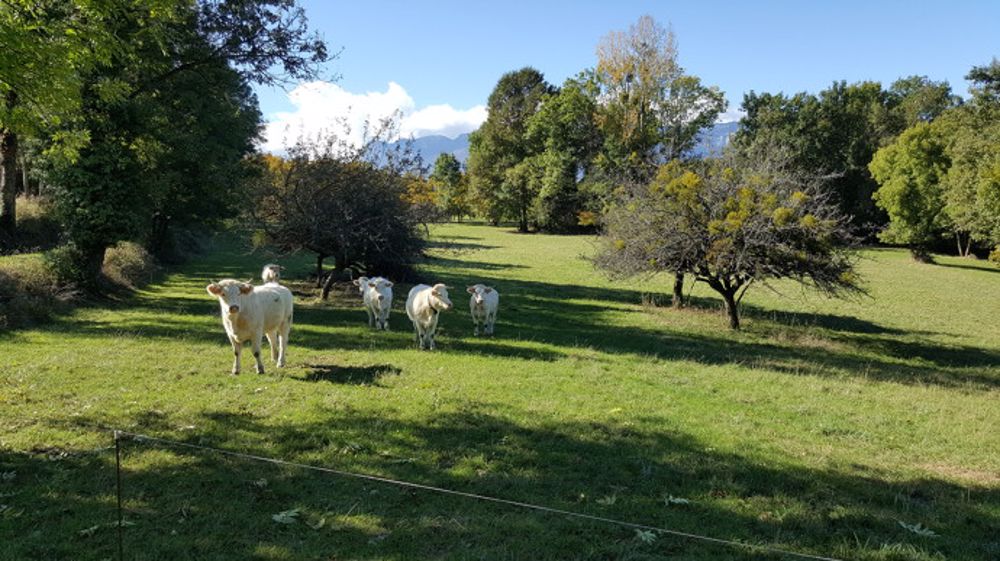 Le pâturage est un moyen pour réduire efficacement son empreinte carbone. (©Terre-net Média)