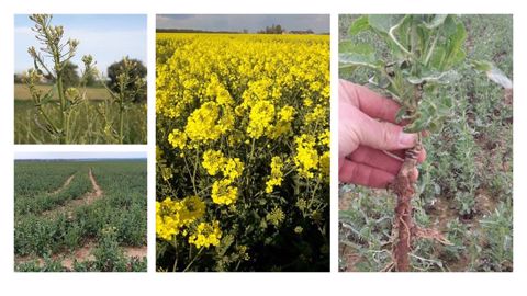 Les parcelles de colza sous le coup de mauvais sorts (insectes, météo) présentent inévitablement des retards de développement. (©Terres Inovia)