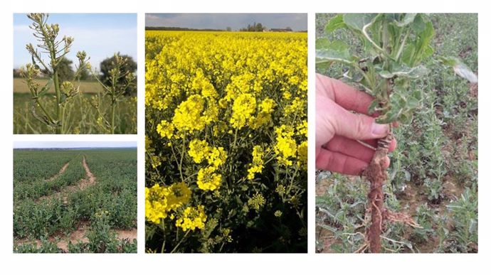 Protection contre le sclérotinia du colza pour les parcelles en difficulté