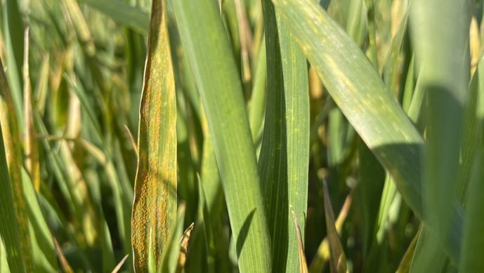 Pustules de rouille jaune sur blé