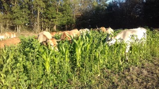 Septembre 2020 : les vaches de Mathieu dans un maïs associé semé mi-juin après un sarclage au semoir de semis direct. (©CDA) Septembre 2020 : les vaches de Mathieu dans un maïs associé semé mi-juin après un sarclage au semoir de semis direct. (©CDA)