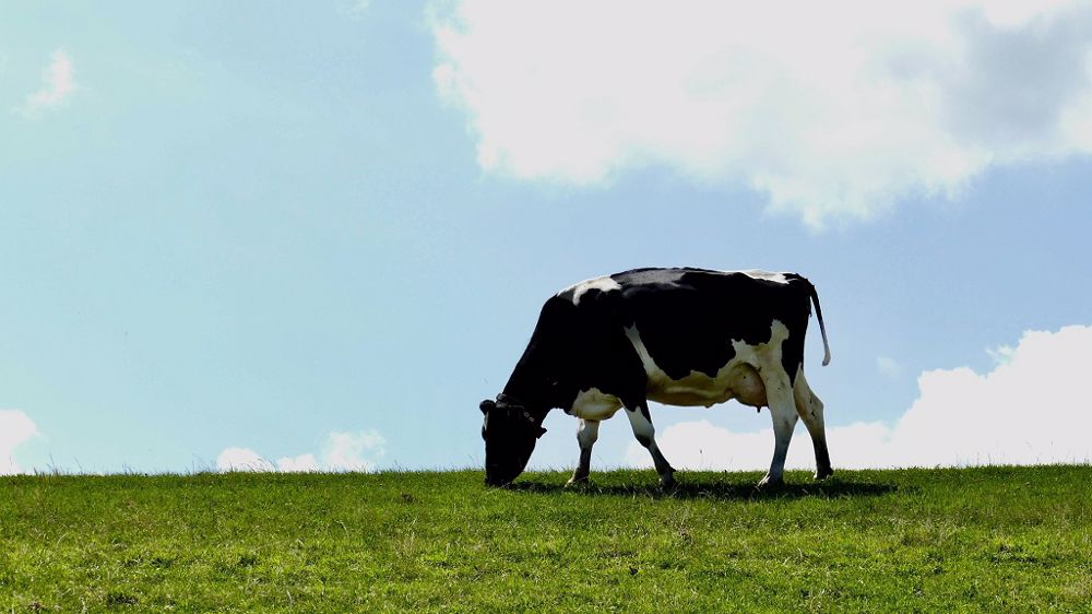 Mesurer régulièrement les hauteurs et la croissance de l'herbe permet de mieux se projeter dans le temps et d'ajuster son pâturage au besoin. (©Terre-net Média)