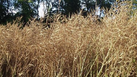 La France table sur 900 000 ha de colza seulement pour la moisson 2021. (©Terre-net Média)