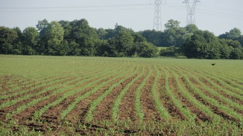 En cas de stratégie de fertilisation azotée en deux apports, la période optimale pour le second apport est située entre le stade 5 et 10 feuilles, selon Arvalis. (©Terre-net Média) En cas de stratégie de fertilisation azotée en deux apports, la période optimale pour le second apport est située entre le stade 5 et 10 feuilles, selon Arvalis. (©Terre-net Média)