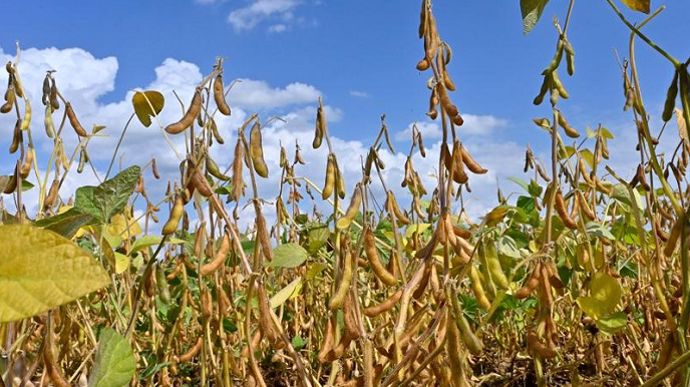 Cultiver du soja dans le Grand Est : quelles perspectives