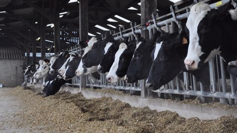 Selon STgenetics, il n'y a pas de vache idéale : la bonne Holstein correspond aux besoins de l'éleveur et chaque éleveur a ses propres attentes selon son système. (©Terre-net Média) Selon STgenetics, il n'y a pas de vache idéale : la bonne Holstein correspond aux besoins de l'éleveur et chaque éleveur a ses propres attentes selon son système. (©Terre-net Média)