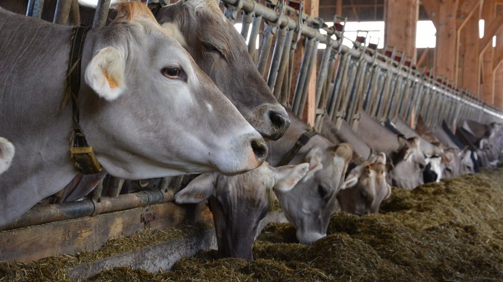 Pour ne pas se retrouver en pénurie de fourrage en plein été, mieux vaut évaluer les stocks dès maintenant. (©Terre-net Média)