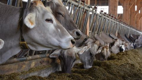 Pour ne pas se retrouver en pénurie de fourrage en plein été, mieux vaut évaluer les stocks dès maintenant. (©Terre-net Média)