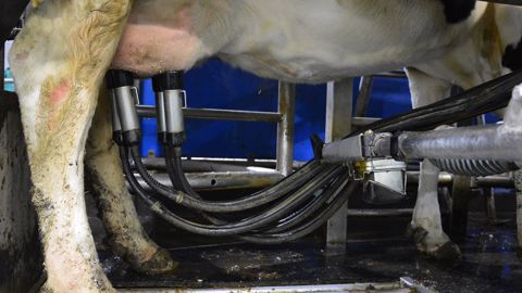 Le passage au robot de traite va changer les habitudes des éleveurs, il faut l'anticiper. La clé de réussite passe surtout par une bonne circulation des animaux. (©Terre-net Média)