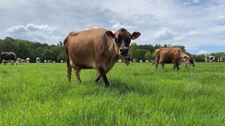 Les Jersiaises semblent mieux adaptées au système de vêlages groupées, avec une fertilité supérieure aux Prim'holstein et Normandes de l'expérimentation. (©Terre-net Média) Les Jersiaises semblent mieux adaptées au système de vêlages groupées, avec une fertilité supérieure aux Prim'holstein et Normandes de l'expérimentation. (©Terre-net Média)
