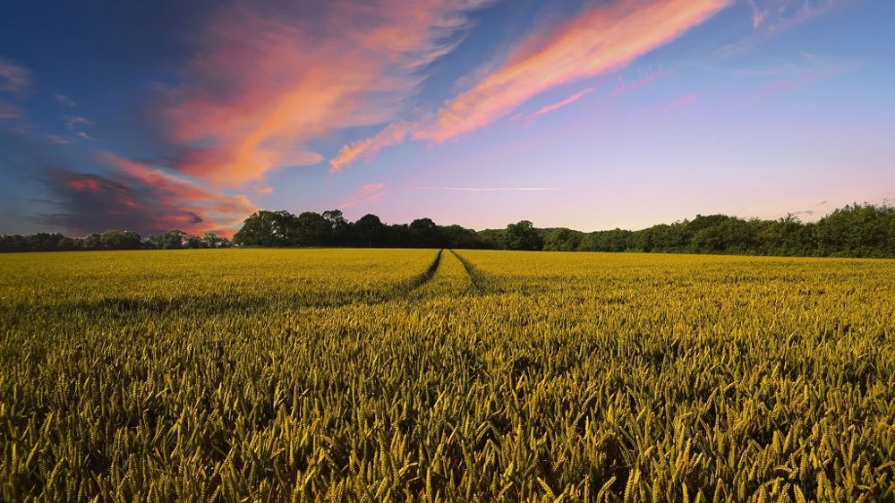 Parmi les 47 projets Biorationals en test sur grandes cultures, Certis travaille notamment à la lutte contre les pucerons sur céréales et betteraves et contre les coléoptères sur crucifères. (©Pixabay)