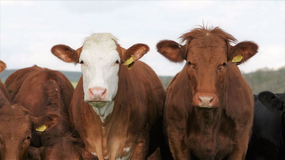 Sur un an, les abattages de bovins sont en nette hausse en mars 2021, à l'exception des abattages de vaches laitières. (©Pixabay)