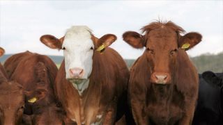 Sur un an, les abattages de bovins sont en nette hausse en mars 2021, à l'exception des abattages de vaches laitières. (©Pixabay) Sur un an, les abattages de bovins sont en nette hausse en mars 2021, à l'exception des abattages de vaches laitières. (©Pixabay)