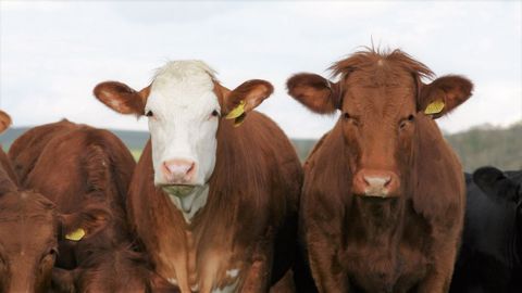 Sur un an, les abattages de bovins sont en nette hausse en mars 2021, à l'exception des abattages de vaches laitières. (©Pixabay) Sur un an, les abattages de bovins sont en nette hausse en mars 2021, à l'exception des abattages de vaches laitières. (©Pixabay)