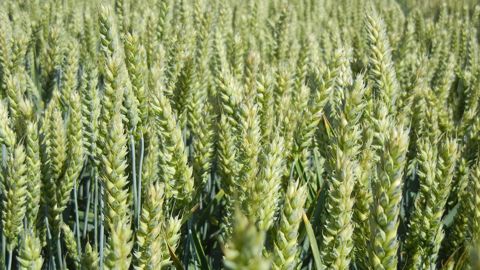 La variété de blé tendre d'hiver Arcachon est adaptée à tout le territoire de l'Hexagone. (©Lemaire-Deffontaines)