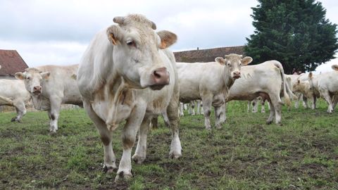 S'installer en bovins viande, c'est possible malgré les capitaux engagés S'installer en bovins viande, c'est possible malgré les capitaux engagés