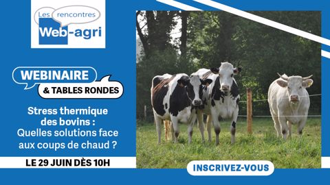 Rendez-vous le mardi 29 juin pour assister aux webinaire et tables rondes sur le stress thermique des bovins. (©Terre-net Média) Rendez-vous le mardi 29 juin pour assister aux webinaire et tables rondes sur le stress thermique des bovins. (©Terre-net Média)