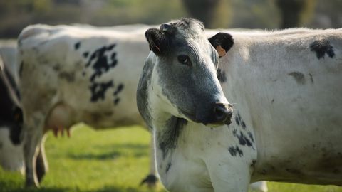 Le centre régional de ressources génétiques des Hauts-de-France cherche à pérenniser la filière Bleue du Nord en créant sa propre marque. (©Ceva santé animale )