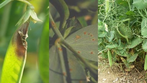 Maladies sur pois d'hiver : de gauche à droite, botrytis, rouille du pois et ascochytose. (©Terres Inovia)<br /> Maladies sur pois d'hiver : de gauche à droite, botrytis, rouille du pois et ascochytose. (©Terres Inovia)<br />