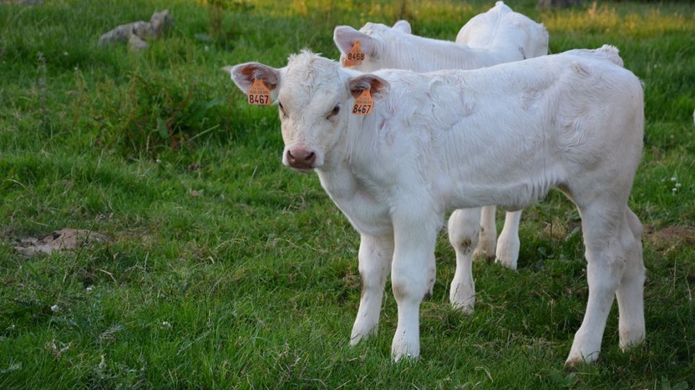 Bien que la préparation au vêlage soit primordiale, il peut être pertinent d'accompagner le vêlage à l'aide des médecins complémentaires. (©Terre-net Média)