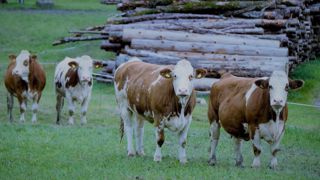Les abattages de bovins sont en hausse sur un an en avril. (©Pixabay) Les abattages de bovins sont en hausse sur un an en avril. (©Pixabay)