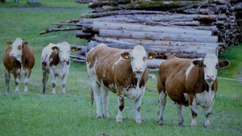 Les abattages de bovins sont en hausse sur un an en avril. (©Pixabay) Les abattages de bovins sont en hausse sur un an en avril. (©Pixabay)