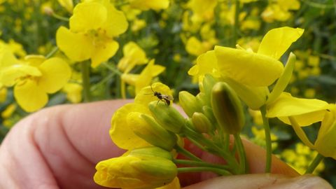 En 2021, BASF France -Division Agro ajoute un 6<sup>e</sup> pilier à sa feuille de route agroécologique, avec l'ambition de contribuer aux objectifs de neutralité carbone à horizon 2050. (©FlorInsectes)