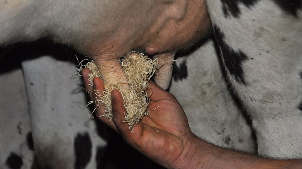 Les meilleurs prix d'équilibre en bio sont obtenus avec un système qui soutient la production à la vache mais attention l'autonomie alimentaire ! (©Terre-net Média)