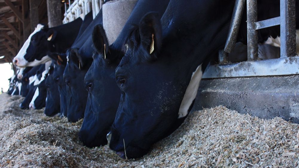 Si la génétique ne cesse d'améliorer les performances des troupeaux laitiers, il ne faut pas oublier de prendre en compte le milieu qui joue un rôle important sur l'expression de ces performances. (©Terre-net Média)