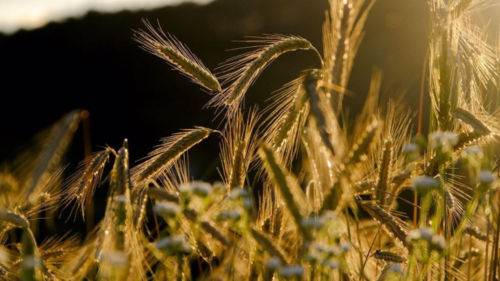 FranceAgriMer a revu à la hausse les stocks finaux des principales céréales. (©Pixabay)
