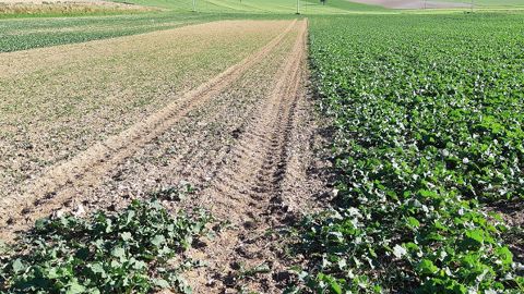 Différence de levée entre un colza semé le 09 septembre (à gauche) et un colza semé le 24 août (à droite)