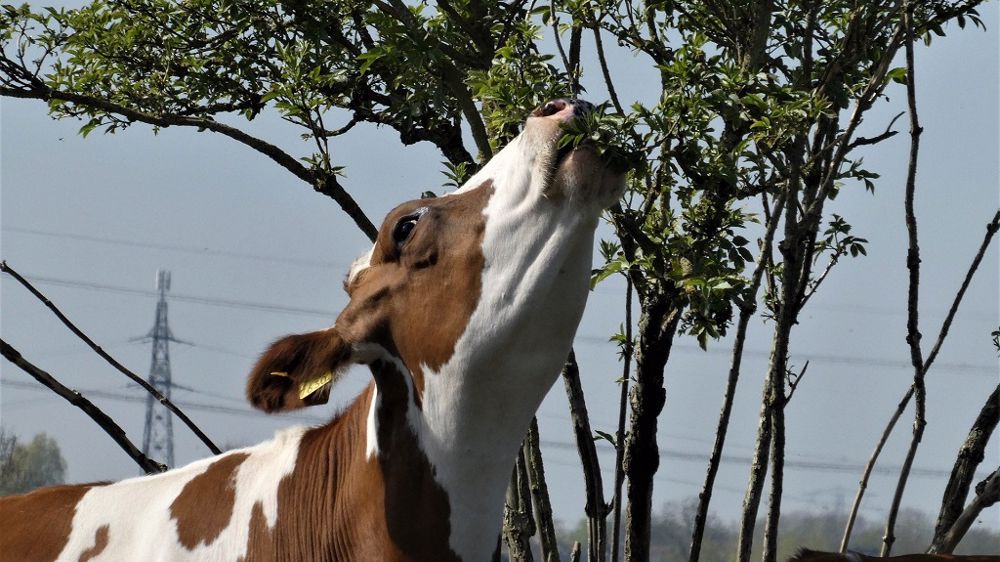 Les vaches en bocage sont généralement habituées à pâturer les ligneux. (©Pixabay) Les vaches en bocage sont généralement habituées à pâturer les ligneux. (©Pixabay)