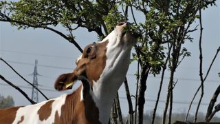 Les vaches en bocage sont généralement habituées à pâturer les ligneux. (©Pixabay) Les vaches en bocage sont généralement habituées à pâturer les ligneux. (©Pixabay)