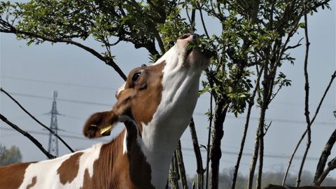 Les vaches en bocage sont généralement habituées à pâturer les ligneux. (©Pixabay) Les vaches en bocage sont généralement habituées à pâturer les ligneux. (©Pixabay)