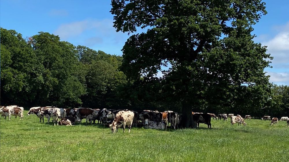 L'exploitation comprend 90 laitières de race Normande (©La Blanche Maison) L'exploitation comprend 90 laitières de race Normande (©La Blanche Maison)