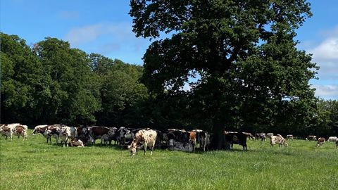 L'exploitation comprend 90 laitières de race Normande (©La Blanche Maison) L'exploitation comprend 90 laitières de race Normande (©La Blanche Maison)