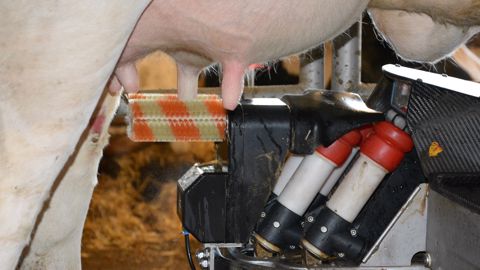 La brosse du robot se doit d'être impeccable car elle va réaliser le nettoyage pour chacune des vaches et risque de croiser les contaminations. (©Terre-net Média) La brosse du robot se doit d'être impeccable car elle va réaliser le nettoyage pour chacune des vaches et risque de croiser les contaminations. (©Terre-net Média)